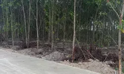 Bán đất biển Liên Hương Bình Thuận giá 800 triệu bao thuế phí-anh-8