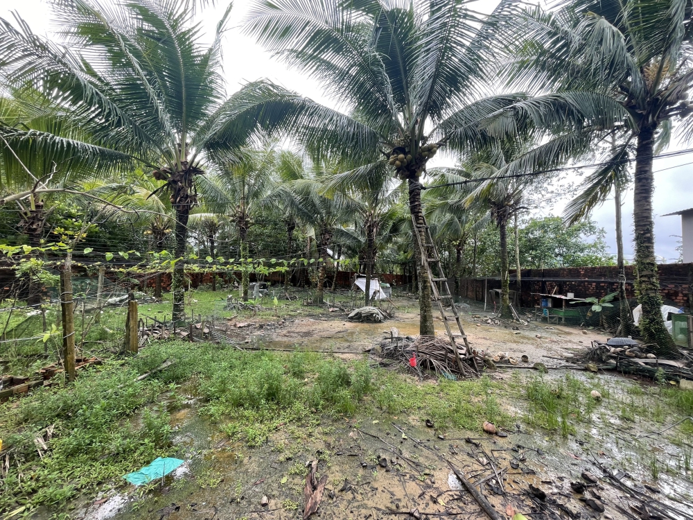 Bán đất vườn dừa trung tâm Dương Đông Phú Quốc-anh-1