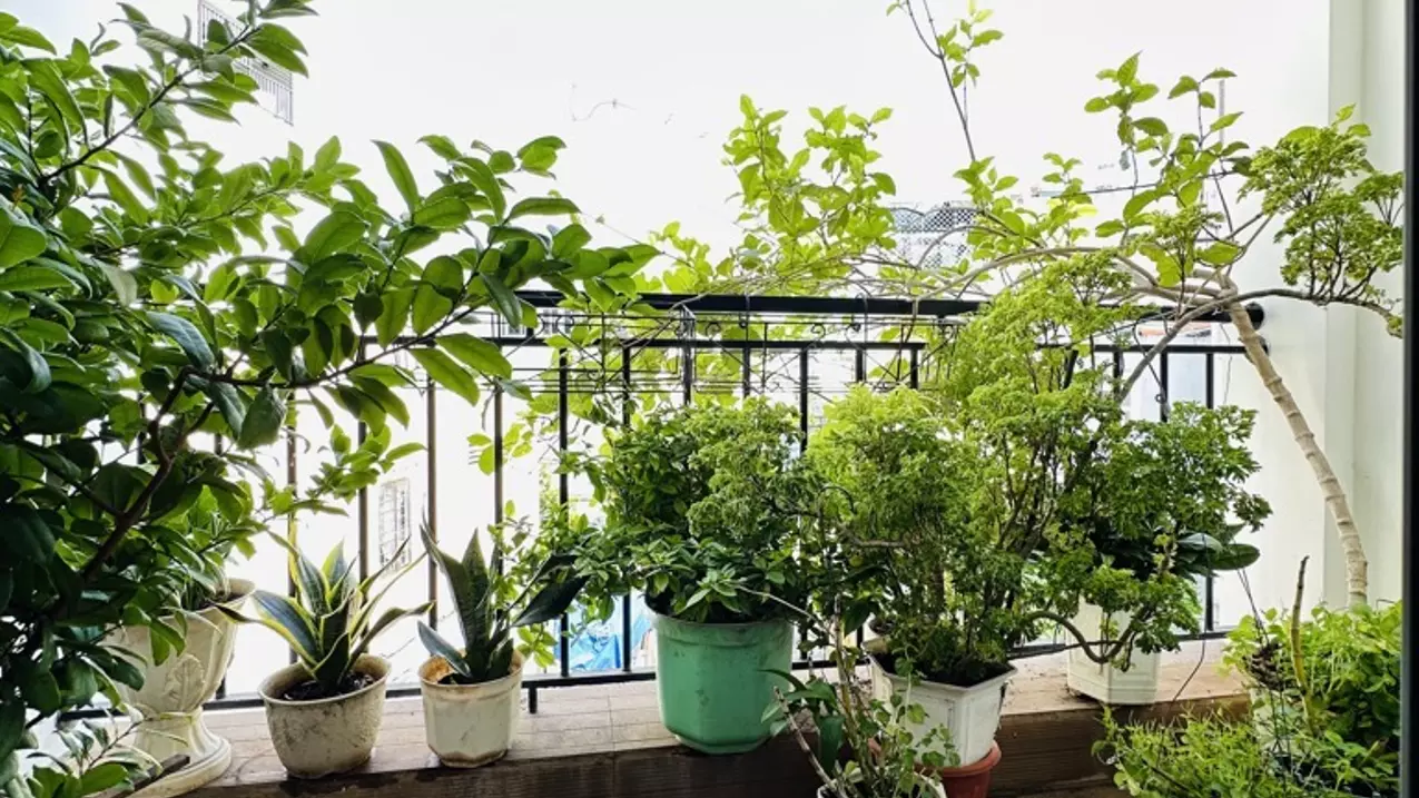 Bán nhà Hoàng Hoa Thám, Bình Thạnh, 4 tầng, 61m2 nở hậu, chỉ 8.4 tỷ-anh-18