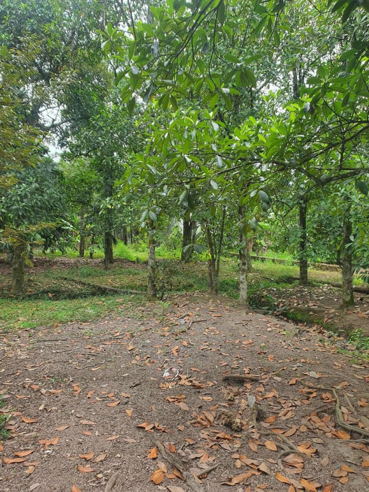 Bán vườn cây ăn trái 1,5 sào view rạch, tại An Sơn, Đường xe hơi đi thoải mái-anh-1