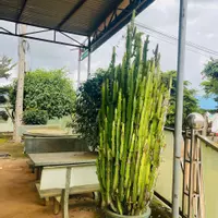 BẮT ĐÁY BẤT ĐỘNG SẢN DÒNG TIỀN – CHỦ THỞ OXY HẠ THẲNG 400 TRIỆU – LỢI THẾ GÓC 2 MẶT TIỀN KINH DOANH-anh-9
