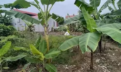 Bán đất tặng nhà 1 tầng Trang Quan, An Đồng, An Dương, Hải Phòng 105m2 giá chỉ 1,7 tỷ-anh-16