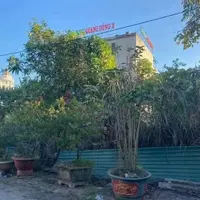 Chính chủ cần bán đất biệt thự Cẩm Bình-Cẩm Phả giá cắt lỗ-anh-9