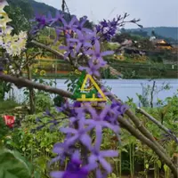 CHO THUÊ ĐẤT TRỐNG LÀM HOME - CAMPING P10 ĐÀ LẠT-anh-8