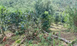 Cho thuê homestay vila  Phan Chu Trinh  đà đat 11pn - 9wc, giá thuê 17tr/tháng-anh-16