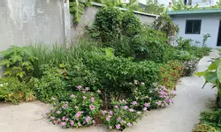 Cho thuê nhà Mặt Tiền NB Độc Lập q.Tân Phú, 112m², 15Triệu - NGANG 6.2M-anh-15