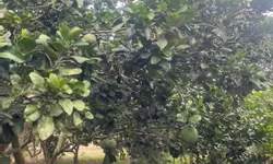 BÁN NHÀ SIÊU ĐẸP NGAY CUỐI ĐƯỜNG ĐỒNG KHỞI,SỔ HỒNG THỔ CƯ,GIÁ CHỈ 1,67TỶ-anh-13
