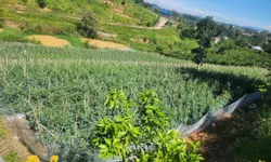 NHÀ MẶT TIỀN NGUYỄN TRUNG TRỰC – PHƯỜNG 4 – TP ĐÀ LẠT-anh-4