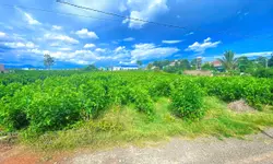 ĐẤT BIỆT THỰ - ĐA PHÚ - P7 - TP. ĐÀ LẠT - VIEW ĐẸP-anh-13
