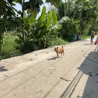 Giá rẻ chỉ 16tr/m2 với lô đất biệt thự đường Vĩnh Phú 38, diện tích 297m2-anh-6