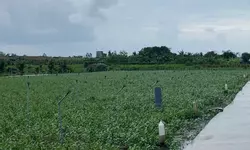 Bán Đất Thổ Cư Cách Bệnh Viện Đa Khoa Châu Thành Tiền Giang 700m -Gía Thương Lượng-anh-7