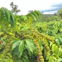 CẦN BÁN LÔ ĐẤT ĐẸP XÃ NINH GIA - HUYỆN ĐỨC TRỌNG, LÂM ĐỒNG 7.854m2 GIÁ HƠN 1 TRIỆU/m2-anh-5