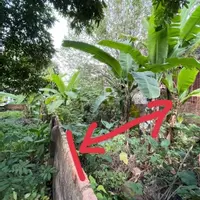 BÁN ĐẤT GIANG BIÊN, LONG BIÊN, 136M, MT 7M, ĐƯỜNG Ô TÔ, 7 TỶ 5-anh-6