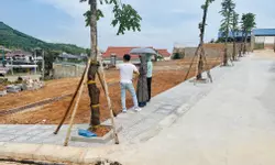 Đất hiếm đảo Thanh Lân , huyện Cô Tô-anh-3