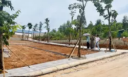 Đất hiếm đảo Thanh Lân , huyện Cô Tô-anh-5