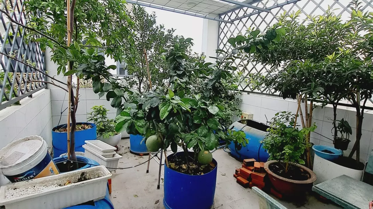 Nhà đẹp HXH Đồng Nai P2, Tân Bình, Sân vườn 4 Tầng  4x13m, 4,9 Tỷ TL-anh-5