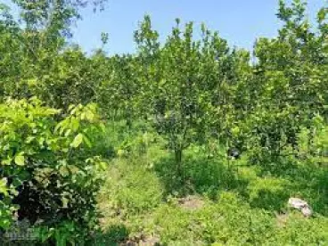 TÔI ĐANG CẦN BÁN MỘT MÃNH VƯỜN 2000M2 HIỆN ĐANG TRỒNG CÂY ĂN TRÁI ĐÃ THU HOẠCH GIÁ 290TRIEU-anh-1