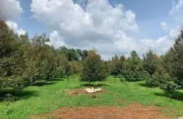 TÔI ĐANG CẦN BÁN MỘT MÃNH VƯỜN 2000M2 HIỆN ĐANG TRỒNG CÂY ĂN TRÁI ĐÃ THU HOẠCH GIÁ 290TRIEU-anh-2
