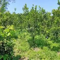 TÔI ĐANG CẦN BÁN MỘT MÃNH VƯỜN 2000M2 HIỆN ĐANG TRỒNG CÂY ĂN TRÁI ĐÃ THU HOẠCH GIÁ 290TRIEU-anh-5
