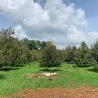 TÔI ĐANG CẦN BÁN MỘT MÃNH VƯỜN 2000M2 HIỆN ĐANG TRỒNG CÂY ĂN TRÁI ĐÃ THU HOẠCH GIÁ 290TRIEU-anh-6