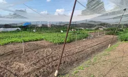 Cho thuê nguyên căn hẻm Điện Biên Phủ Q1-anh-7