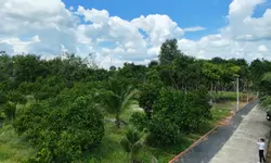 Bán 9100m2 đất Lộc Ninh, giáp Bình Long ,Bình Phước giá 900 triệu-anh-8