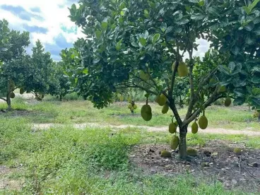 Bán 4734m2 đất vườn, chia làm 4 sổ nhỏ, mỗi sổ hơn 1000m2 giá 375 triệu có thương lượng-anh-2