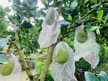 Bán 4734m2 đất vườn, chia làm 4 sổ nhỏ, mỗi sổ hơn 1000m2 giá 375 triệu có thương lượng-anh-3